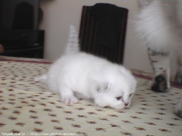 Photo de British shorthair