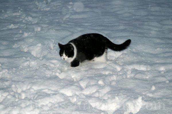 Photo de Chat domestique