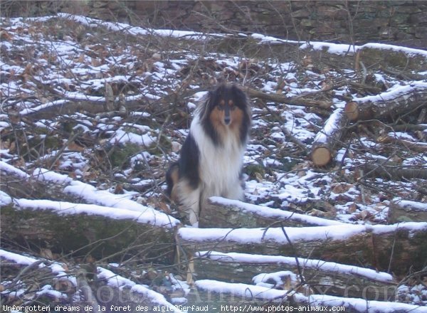 Photo de Colley  poil long