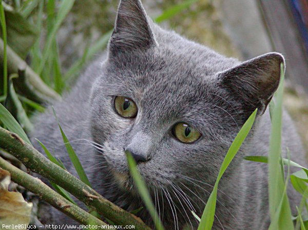 Photo de Chat domestique