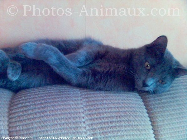 Photo de Chartreux