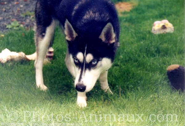 Photo de Husky siberien