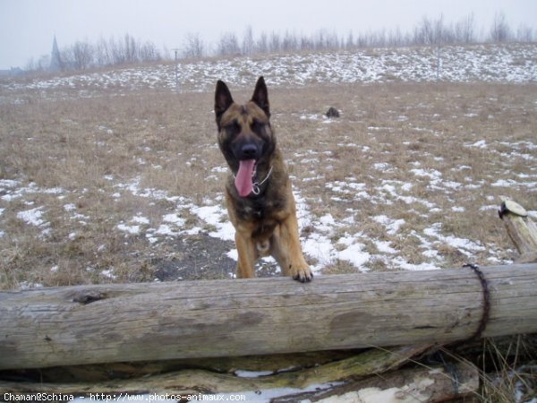 Photo de Berger belge malinois