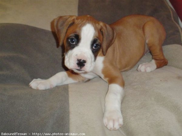 Photo de Boxer