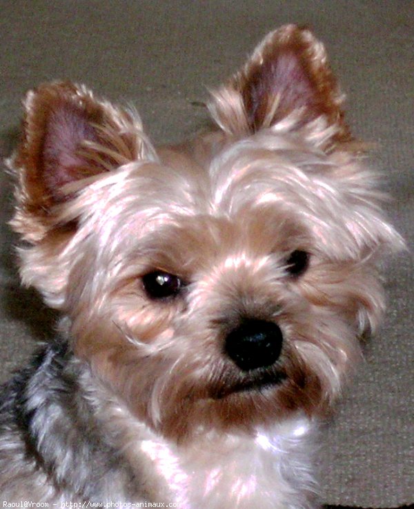 Photo de Yorkshire terrier