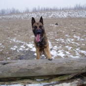 Photo de Berger belge malinois