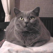 Photo de Chartreux