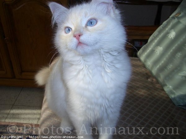 Photo de Ragdoll