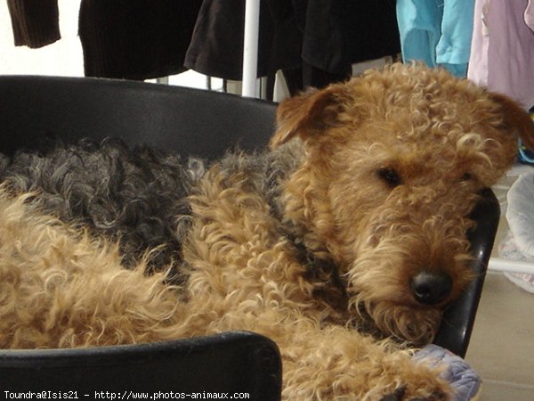 Photo d'Airedale terrier