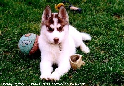 Photo de Husky siberien