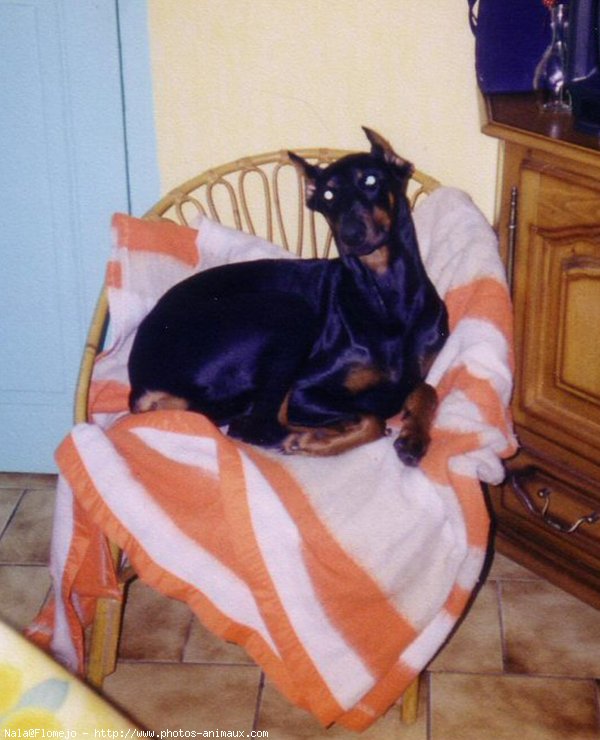 Photo de Dobermann