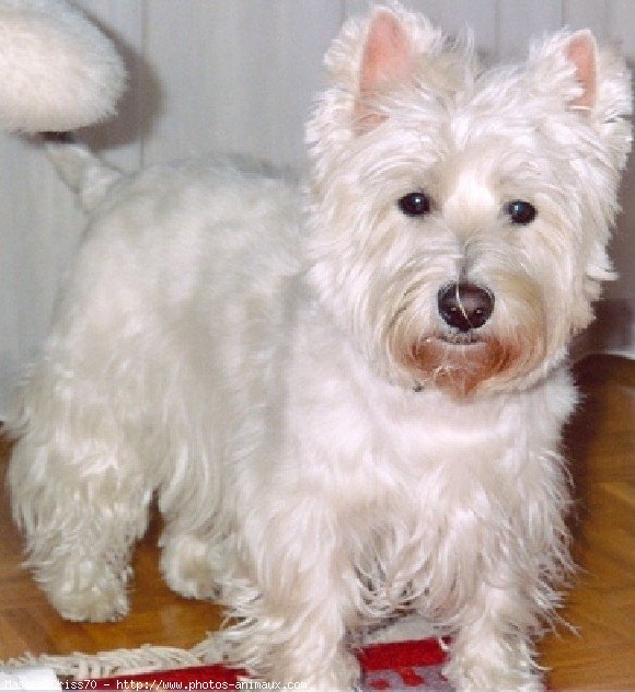 Photo de West highland white terrier