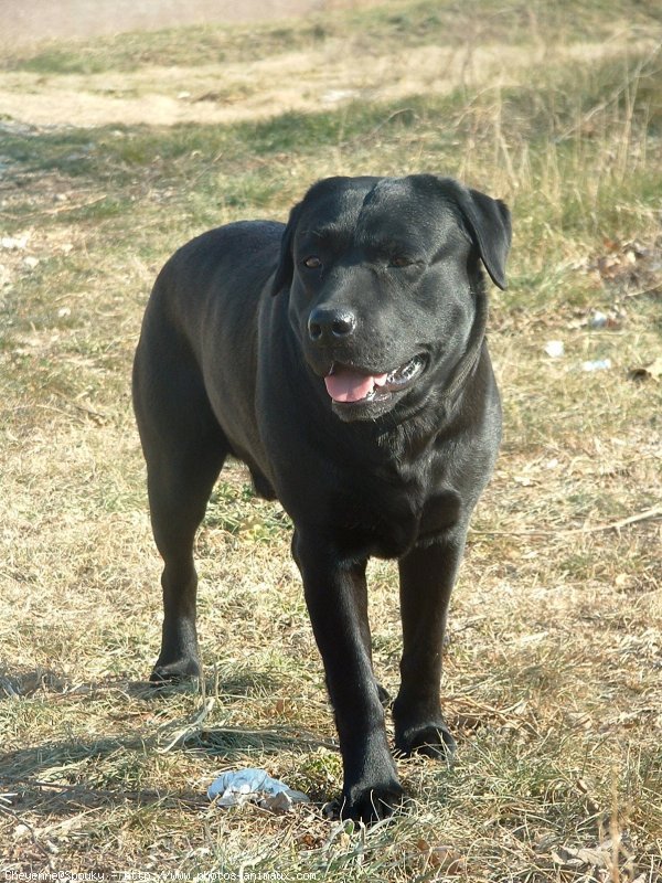 Photo de Labrador retriever