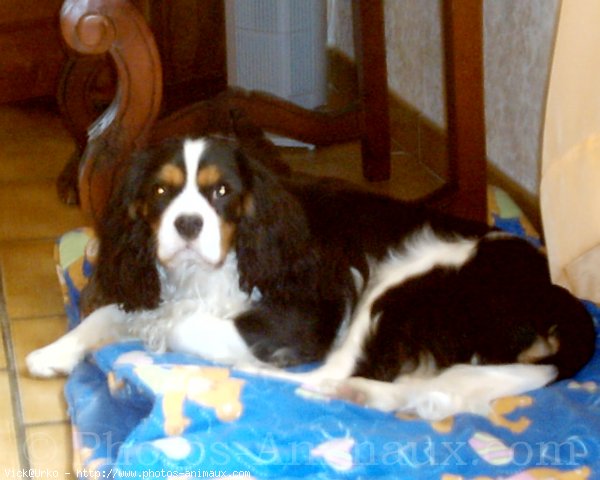 Photo de Cavalier king charles spaniel