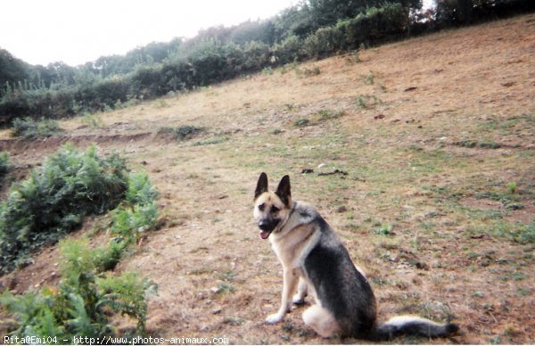 Photo de Berger allemand  poil court