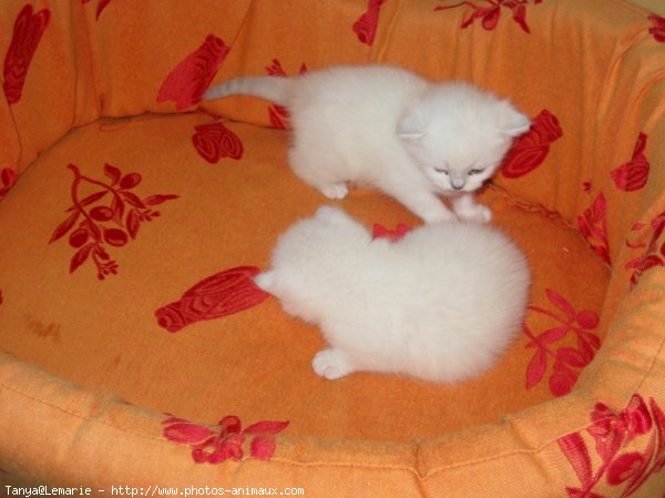 Photo de British shorthair