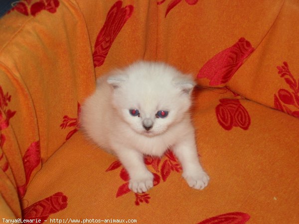 Photo de British shorthair