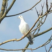 Photo de Pigeon