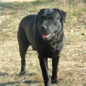 Photo de Labrador retriever