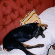 Photo de Dobermann