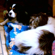 Photo de Cavalier king charles spaniel