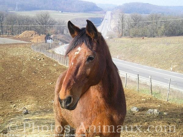 Photo de Croisement