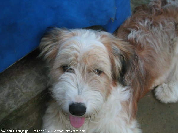 Photo de Coton de tulear