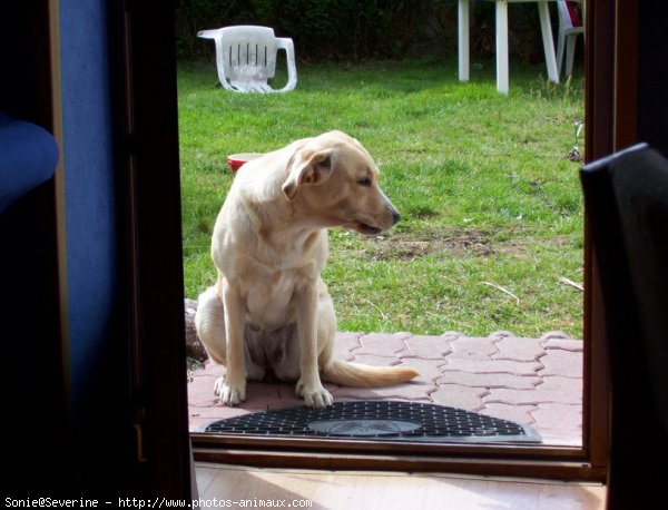 Photo de Labrador retriever