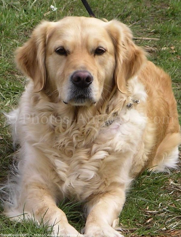 Photo de Golden retriever