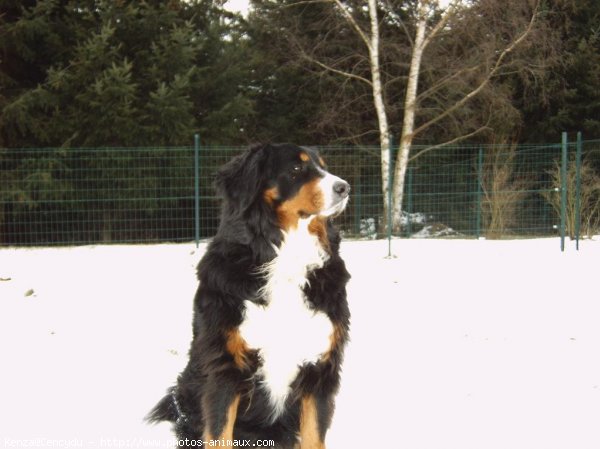 Photo de Bouvier bernois