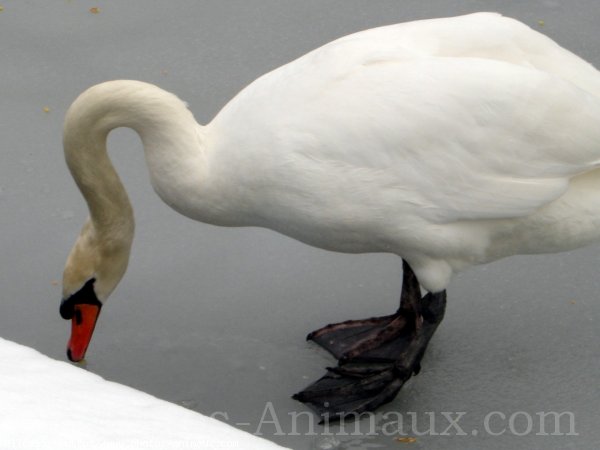 Photo de Cygne