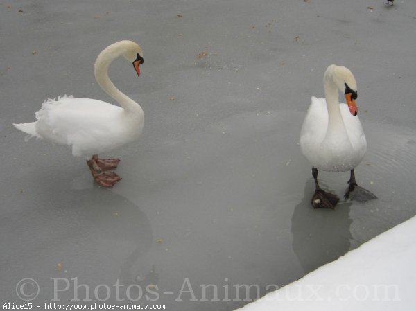 Photo de Cygne