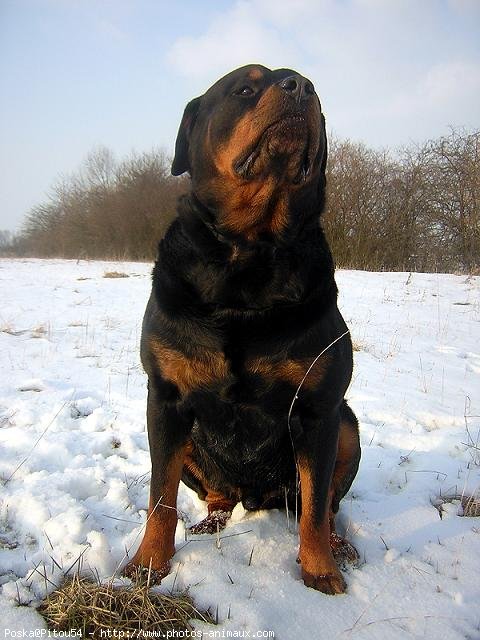 Photo de Rottweiler