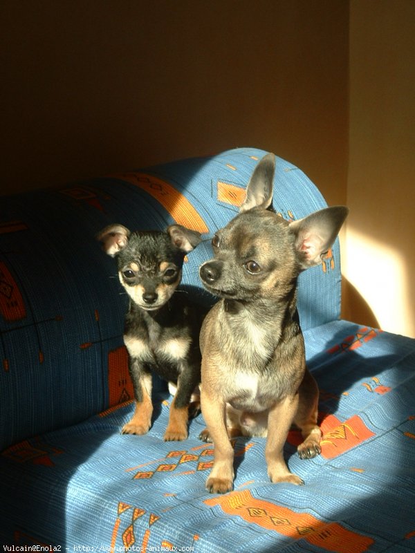 Photo de Chihuahua  poil court