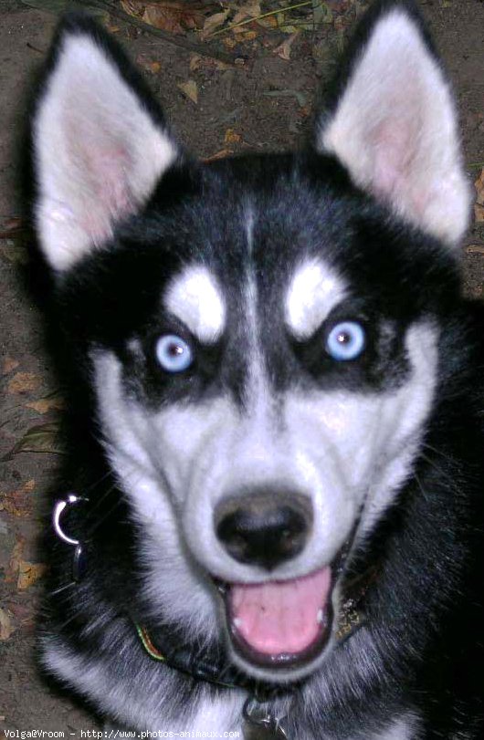 Photo de Husky siberien