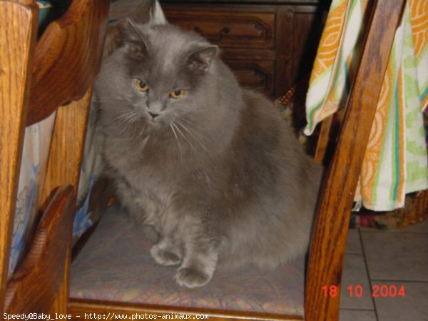 Photo de Chartreux