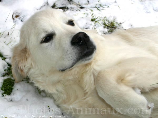 Photo de Golden retriever