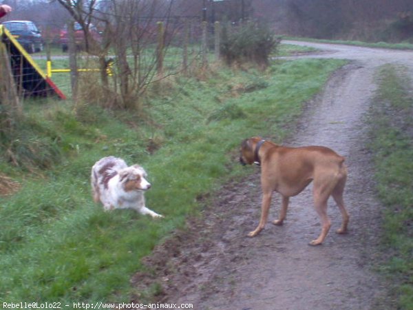 Photo de Boxer