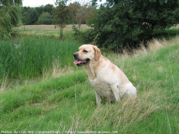 Photo de Labrador retriever