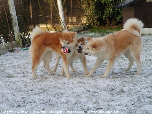 Photo d'Akita inu