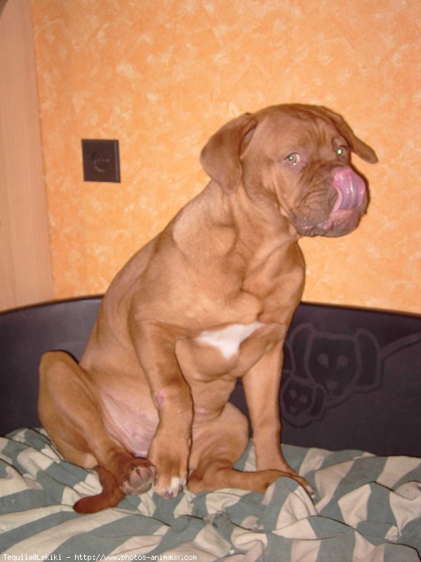 Photo de Dogue de bordeaux