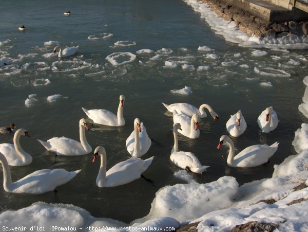 Photo de Cygne