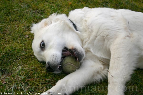 Photo de Golden retriever