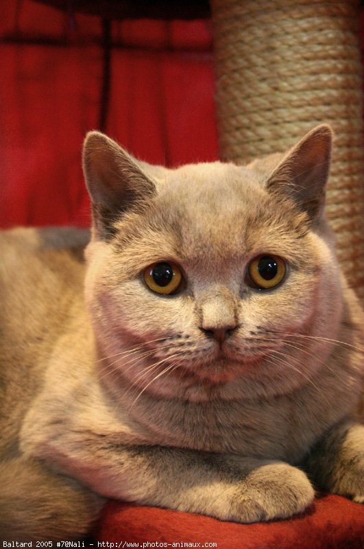 Photo de British shorthair