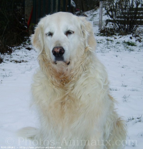 Photo de Golden retriever