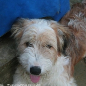 Photo de Coton de tulear