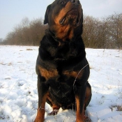 Photo de Rottweiler