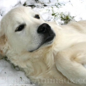 Photo de Golden retriever