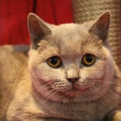 Photo de British shorthair