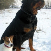 Photo de Rottweiler